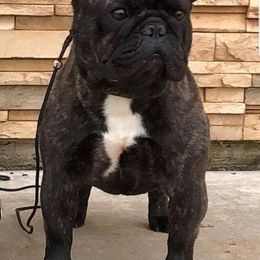 Apache - French Bulldog