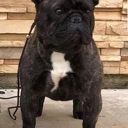 Apache - French Bulldog