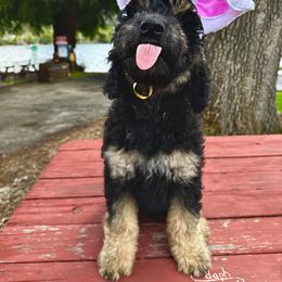 Aussiedoodle Puppies from Redwood Aussiedoodles