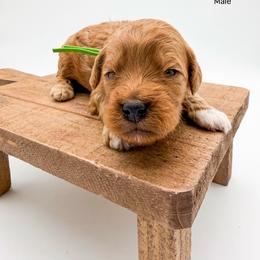 Snickers - Red  male Goldendoodle puppy in Sunman, Indiana from Brunsman Country Doodles LLC