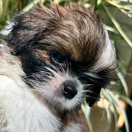 Bandit - Black and white male Shih Tzu puppy in Victorville, California from Precioustzus
