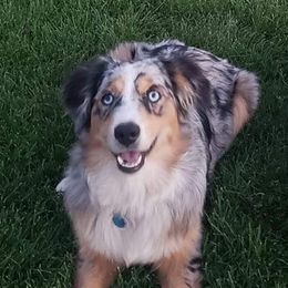 Rey - Miniature Australian Shepherd