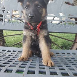 Hades.   Red - Black and red German Shepherd puppy in Mccool Junction, Nebraska from Sininger Lagoon