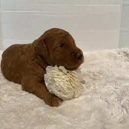 Goldendoodle Puppies from Dhalia’s Doodles