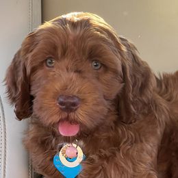Aussiedoodles, Australian Labradoodles, Bernedoodles, and Cockapoos from Furrytaildoodles