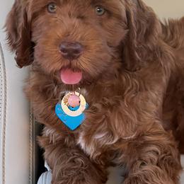 Aussiedoodles, Australian Labradoodles, Bernedoodles, and Cockapoos from Furrytaildoodles