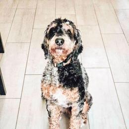 Cash - Goldendoodle