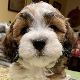 Havanese from Havanese Fly