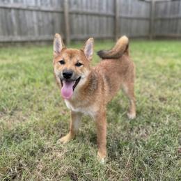 Kaiju - Red male Shiba Inu puppy in Houston, Texas from Sakura Blossom Shibas
