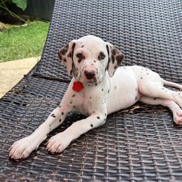 Dalmatian Puppies from Louisiana Roux Dalmatians