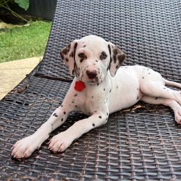Dalmatian Puppies from Louisiana Roux Dalmatians