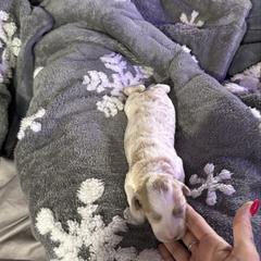 Girl 1 - Parti female Springerdoodle puppy in Murrells Inlet, South Carolina from SpringerDoodles at the Beach