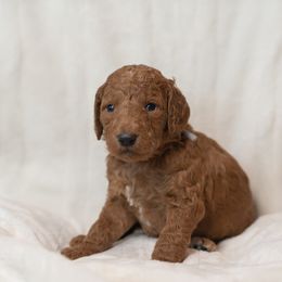 Goldendoodle and Poodle Puppies from Desert Born Kennel
