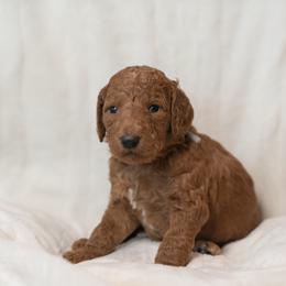 Goldendoodle and Poodle Puppies from Desert Born Kennel
