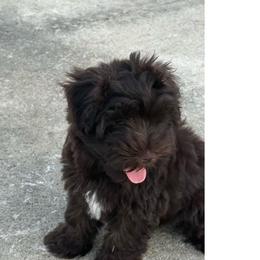 Hershey s dark chocolate - Liver female Miniature Schnauzer puppy in Groesbeck, Texas from Ranch 4M