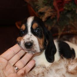 Gemma - Black tan and white female Basset Hound puppy in Missouri from Clevenger Farms