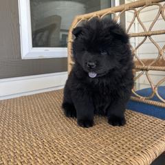 Orange male - Black Chow Chow puppy in Minnesota from Yangs Chow Chows