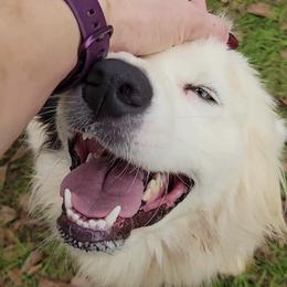 Australian Shepherds from Southern Bred Aussies