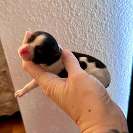 Girl 2 - Black parti female Pomeranian puppy in Stroud, Oklahoma from Laik’s Little Shihtz & Poms