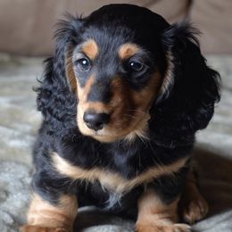 Dachshunds from Gayle Sanitate