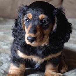 Dachshunds from Gayle Sanitate