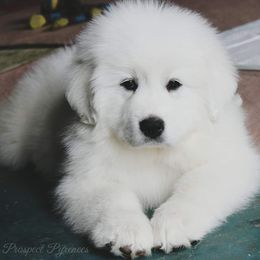 Great Pyrenees Puppies from Prospect Pyrenees