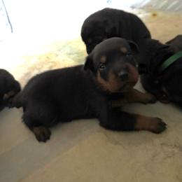 Olive - Black and rust female Rottweiler puppy in Eagle Mountain, Utah from Woolley Darlings
