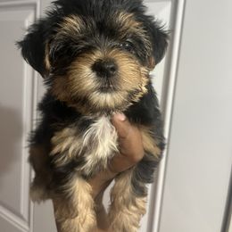 Venus(2000) - Black and tan female Yorkipoo puppy in Gastonia, North Carolina from Precious pups dynasty kennel