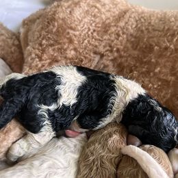 Australian Labradoodle, Bernedoodle, Double Doodle, Goldendoodle, and Poodle Puppies from Karlas Pet Rendezvous