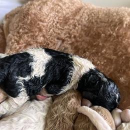 Australian Labradoodle, Bernedoodle, Double Doodle, Goldendoodle, and Poodle Puppies from Karlas Pet Rendezvous