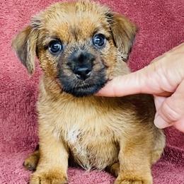 Red Collar Female - Red wheaten female Norfolk Terrier puppy in Bristol, Tennessee from Holston Hollow Farm