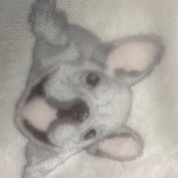 Mistletoe - Blue female French Bulldog puppy in Loganville, Georgia from Diamond In The Ruff