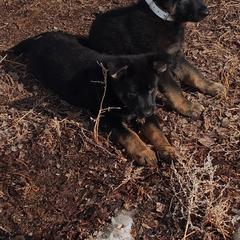 German Shepherd Puppies from BK German Shepherds