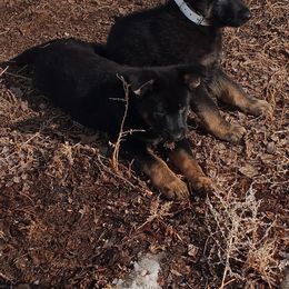 German Shepherd Puppies from BK German Shepherds