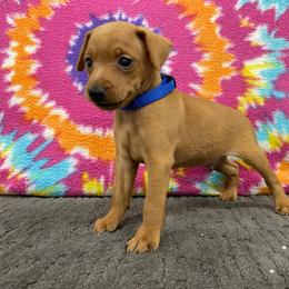 Marlin - Stag red male Miniature Pinscher puppy in Lancaster, Missouri from White Stone Ranch