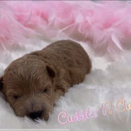 Bordoodle, Goldendoodle, Golden Retriever, and Poodle Puppies from Cuddles n Curls
