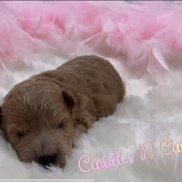 Bordoodle, Goldendoodle, Golden Retriever, and Poodle Puppies from Cuddles n Curls