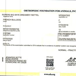 French Bulldog All Grown Up from YSetteL French Bulldogs