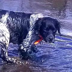 Roky - French Brittany