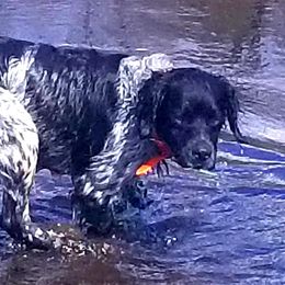 Roky - French Brittany