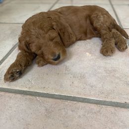 Goldendoodle Puppies from Heartshine Doodles