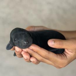 Romeo - Black male Dachshund puppy in Surprise, Arizona from D&C Royal Dachshunds LLC