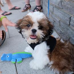 Shih Tzu All Grown Up from AKC Shih Tzu of California