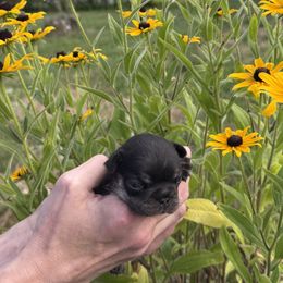 Black and Tan Male - Black and tan male French Bulldog puppy in Rhode Island from Hope Valley Hounds
