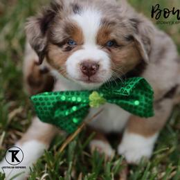 Australian Shepherd, Miniature American Shepherd, Miniature Australian Shepherd, and Toy Australian Shepherd Puppies from TK Standard, Mini, & Toy Aussies