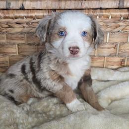 Posh - Red merle female Miniature Australian Shepherd puppy in Paris, Texas from Blue Envy Mini Aussies