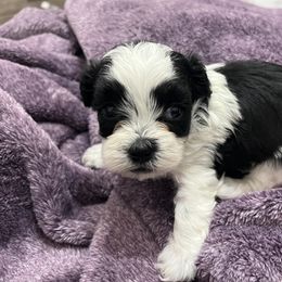 Shihpoo and Shih Tzu Puppies from Bayonne Shih Tzu’s