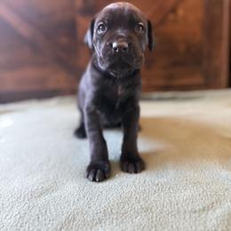 Cane Corso Puppies from Cowan Farms
