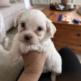 Boy 2 - White male Havanese puppy in Morriston, Florida from OPA! Havanese (formerly Elysium Fields)