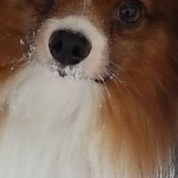 Border Collies and Papillons from Larimar Border Collies and Papillons